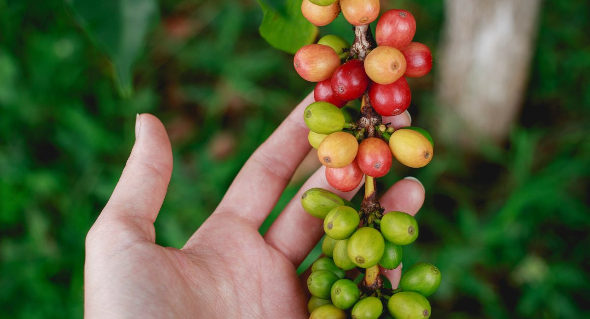 History and Origin: From Gesha, Ethiopia to Panama Fame